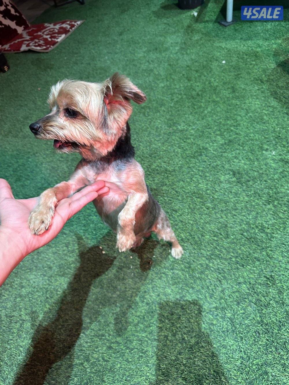 يوركشاير تيرير1