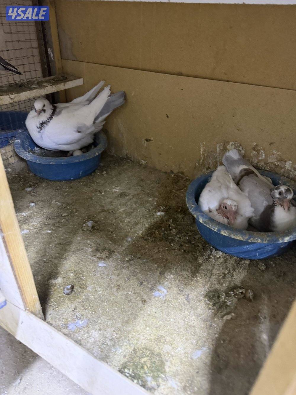 ازواج الوزان منتجين0