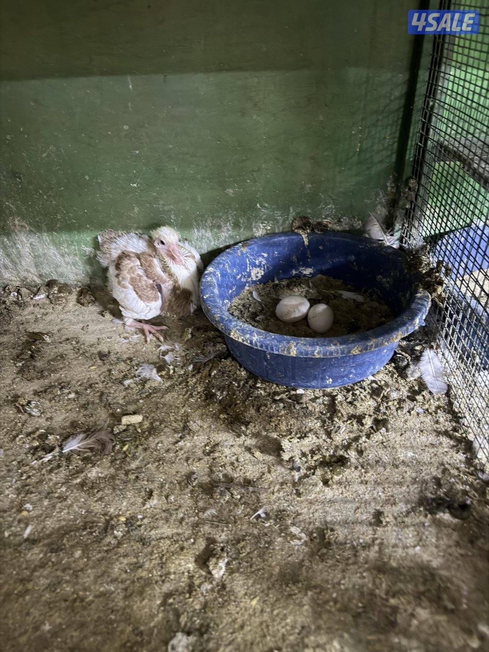 ازواج الوزان منتجين1