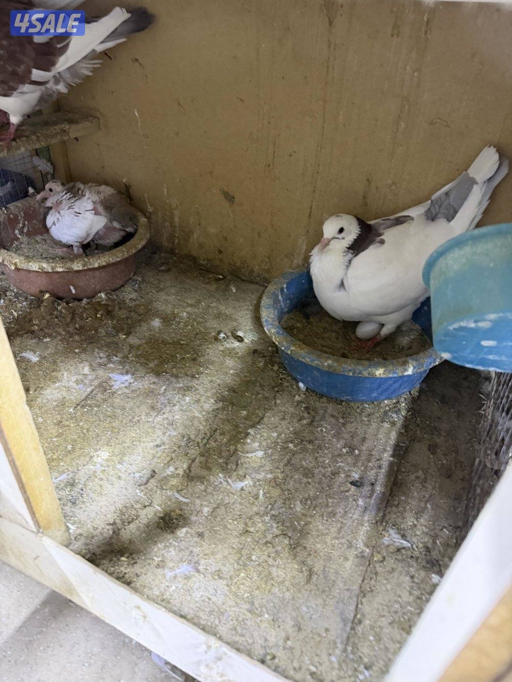 ازواج الوزان منتجين2