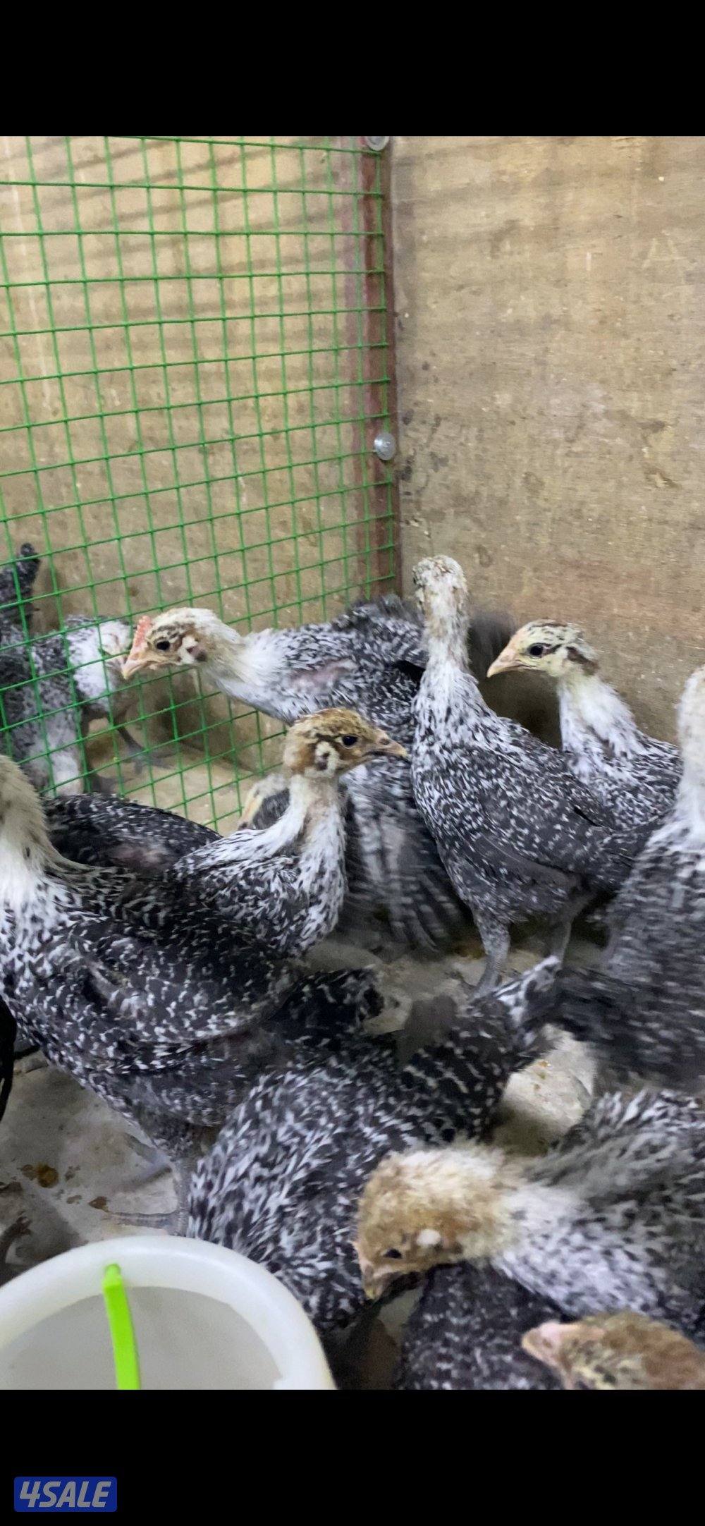 للبيع دجاج فيومي العمر من شهر الى شهر ونص بصحه طيبه ومطعمين  سعر 7500