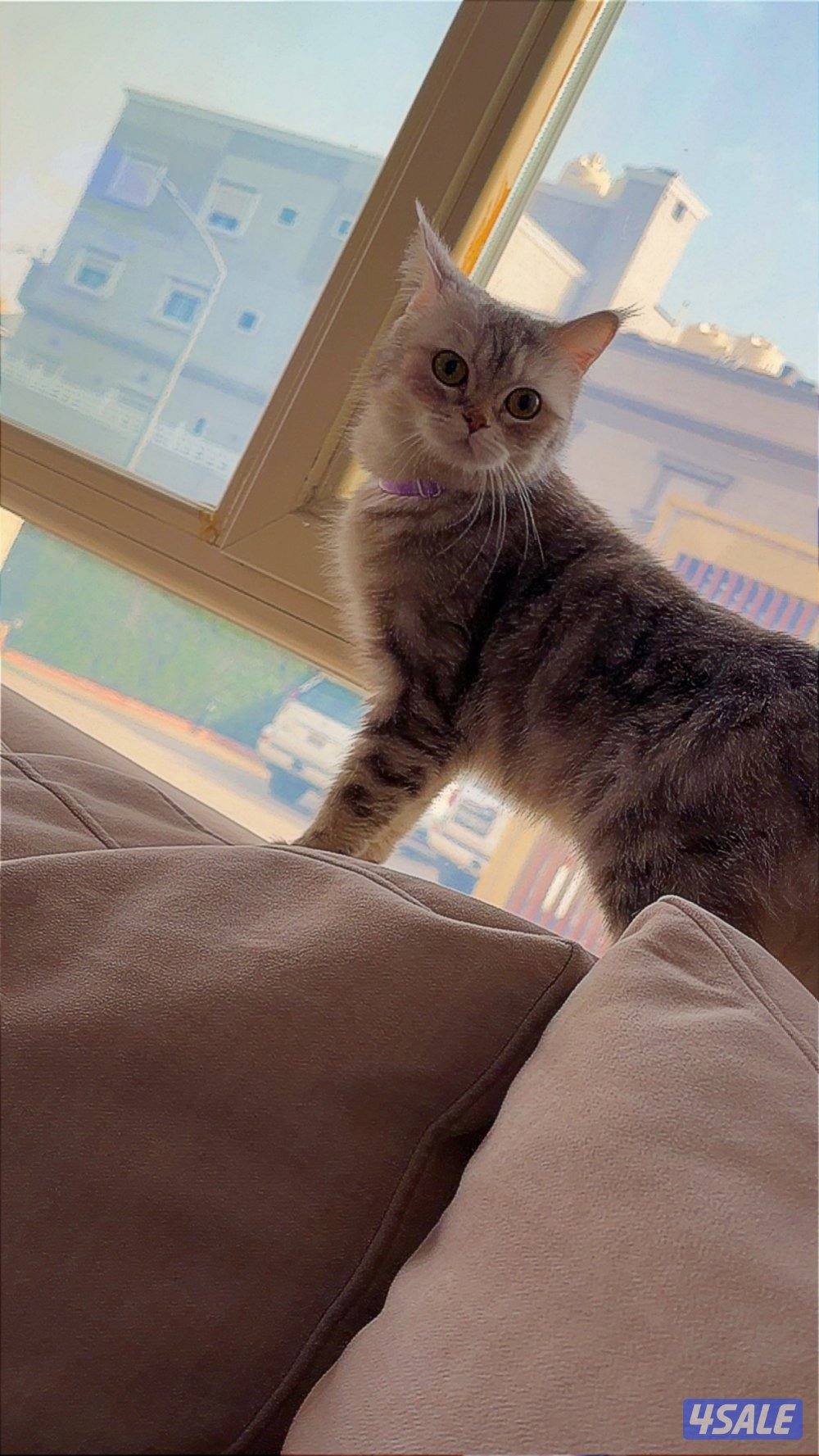 سكوتش ستريت0