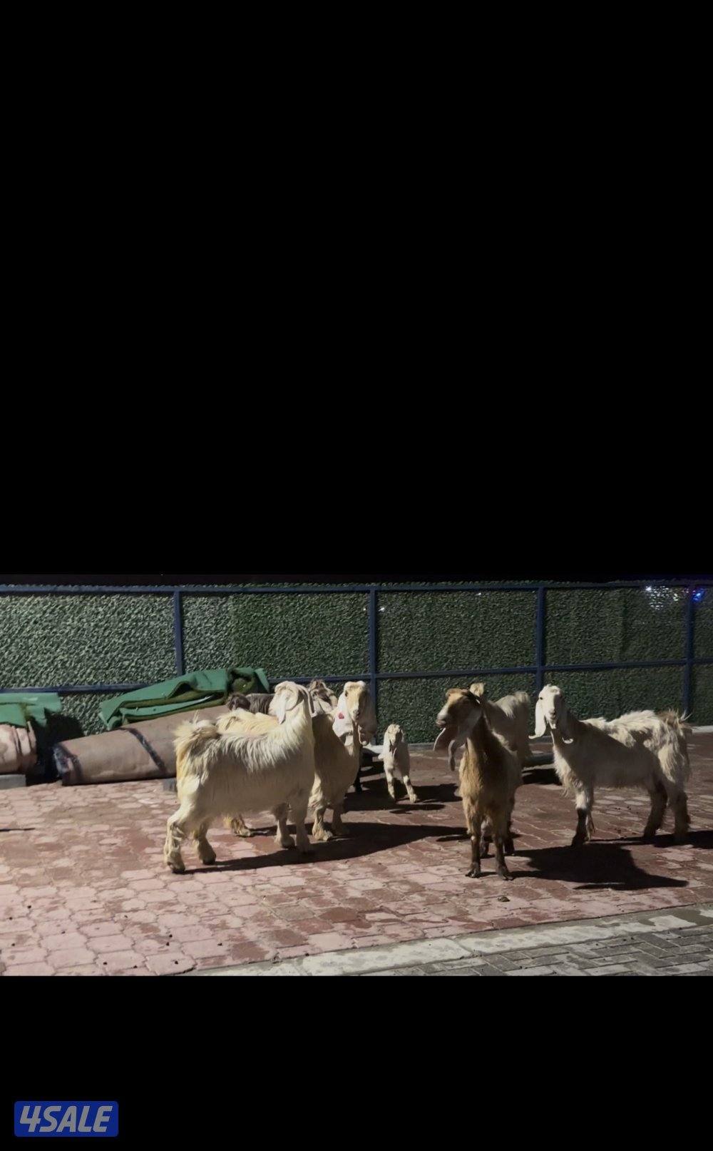 عوارض كريميات العداد 10 فيهم 7 مطافيل 3 سونار0