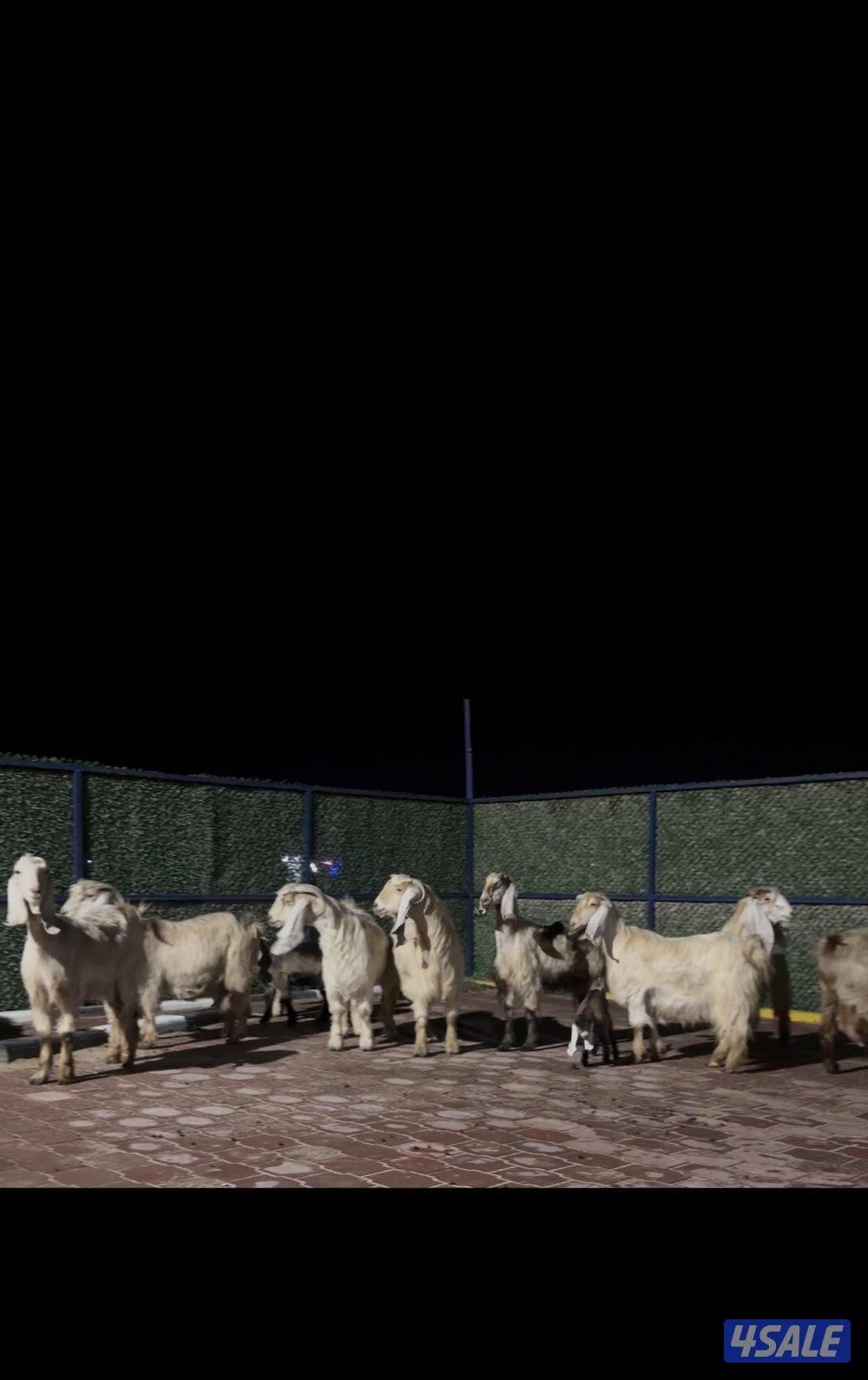 عوارض كريميات العداد 10 فيهم 7 مطافيل 3 سونار1