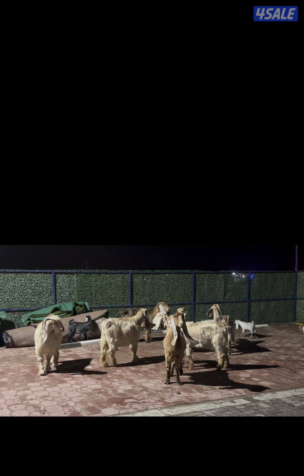 عوارض كريميات العداد 10 فيهم 7 مطافيل 3 سونار3