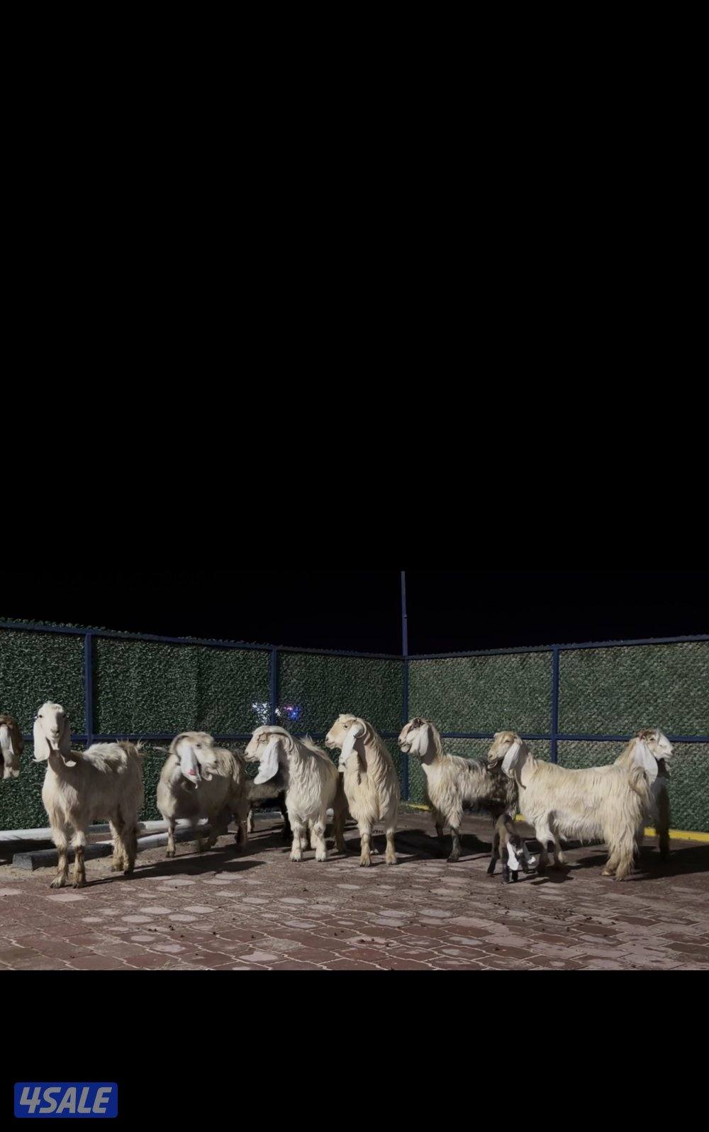 عوارض كريميات العداد 10 فيهم 7 مطافيل 3 سونار4