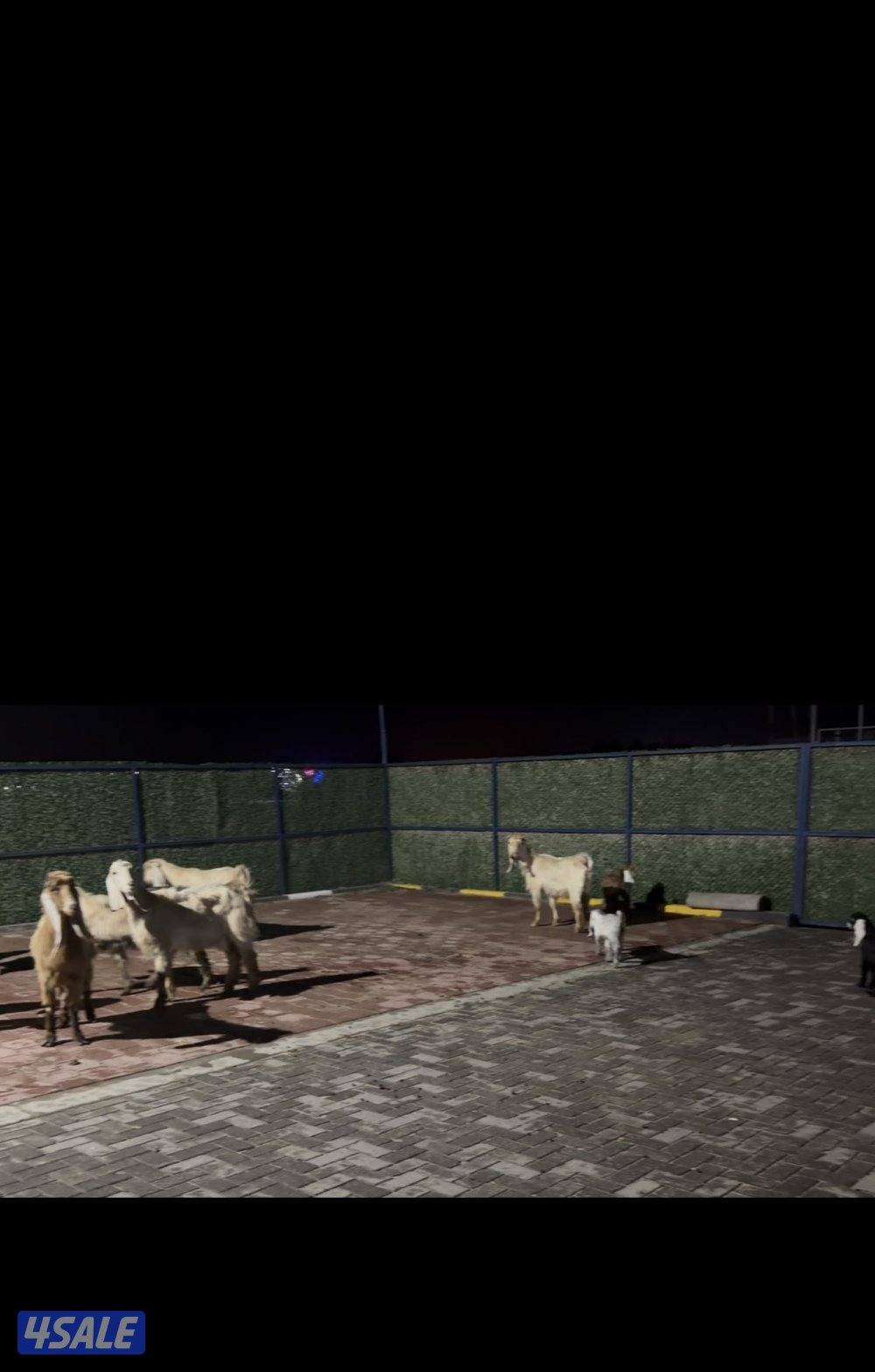 عوارض كريميات العداد 10 فيهم 7 مطافيل 3 سونار5