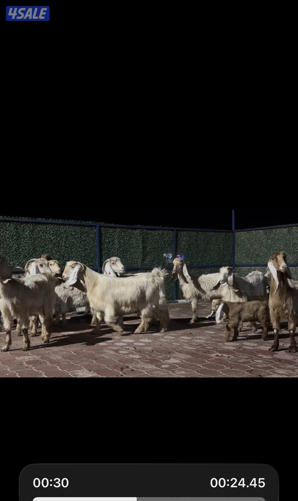 عوارض كريميات العداد 10 فيهم 7 مطافيل 3 سونار6