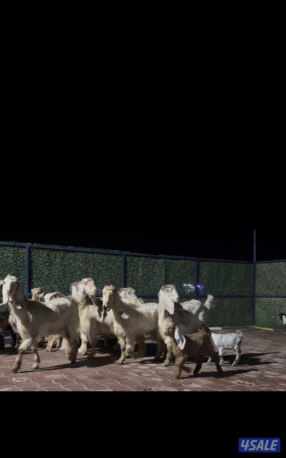 عوارض كريميات العداد 10 فيهم 7 مطافيل 3 سونار7