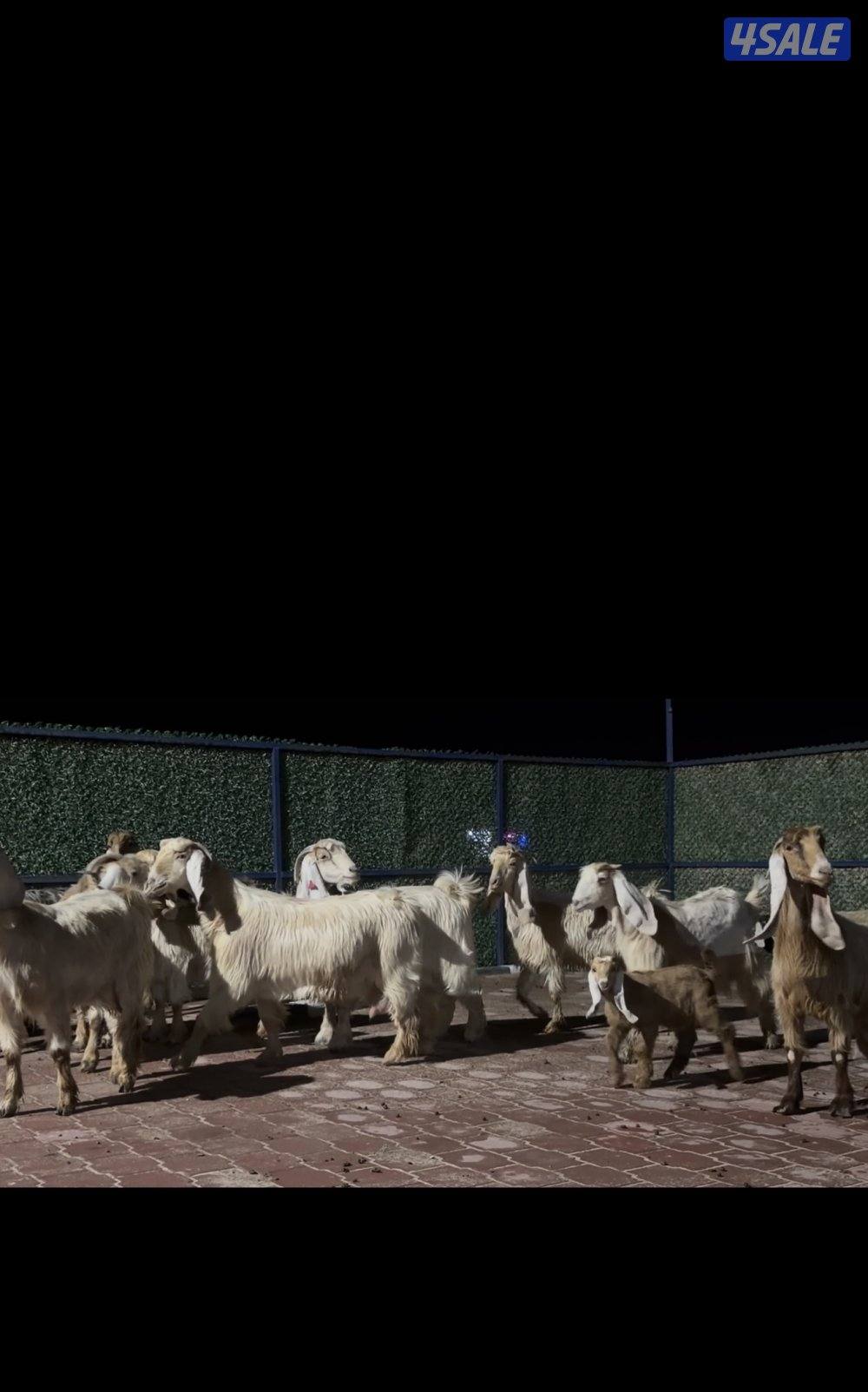 عوارض كريميات العداد 10 فيهم 7 مطافيل 3 سونار8