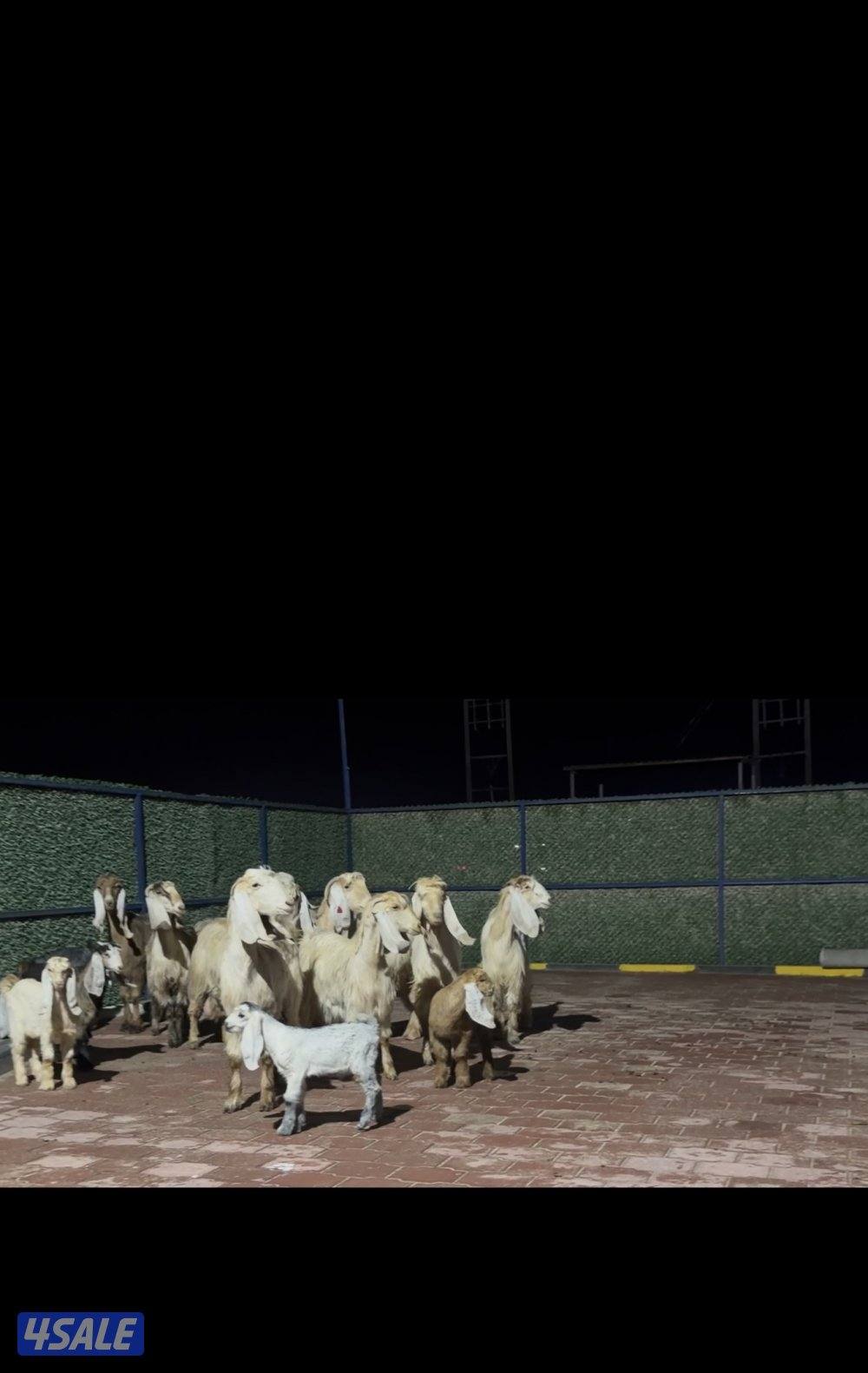 عوارض كريميات العداد 10 فيهم 7 مطافيل 3 سونار9