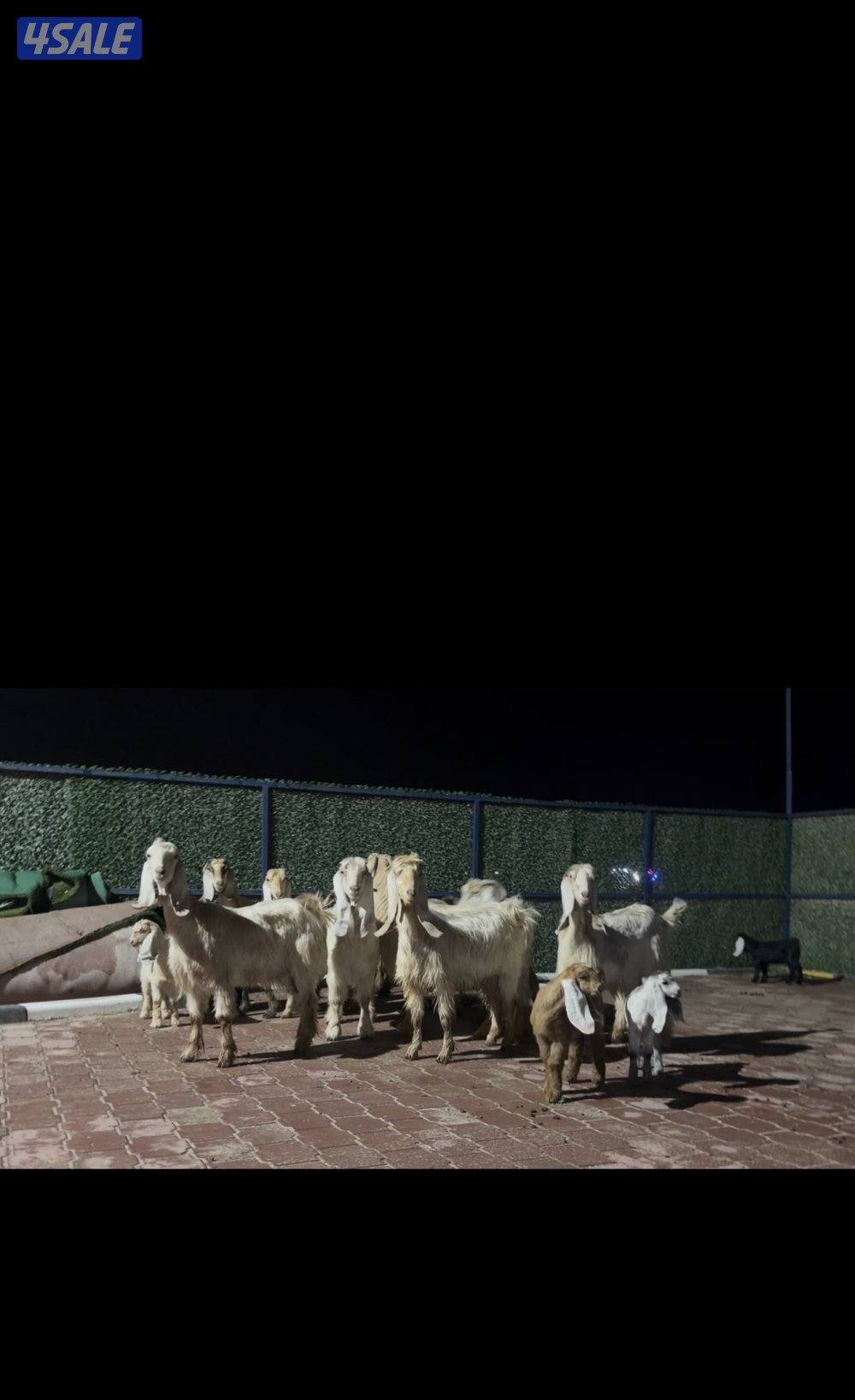 عوارض كريميات العداد 10 فيهم 7 مطافيل 3 سونار10