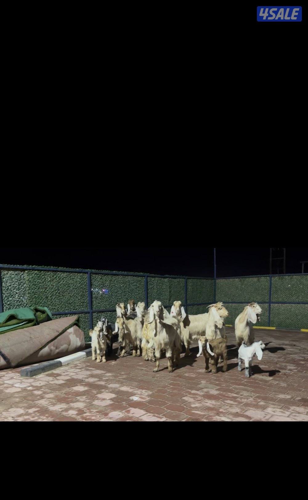 عوارض كريميات العداد 10 فيهم 7 مطافيل 3 سونار11