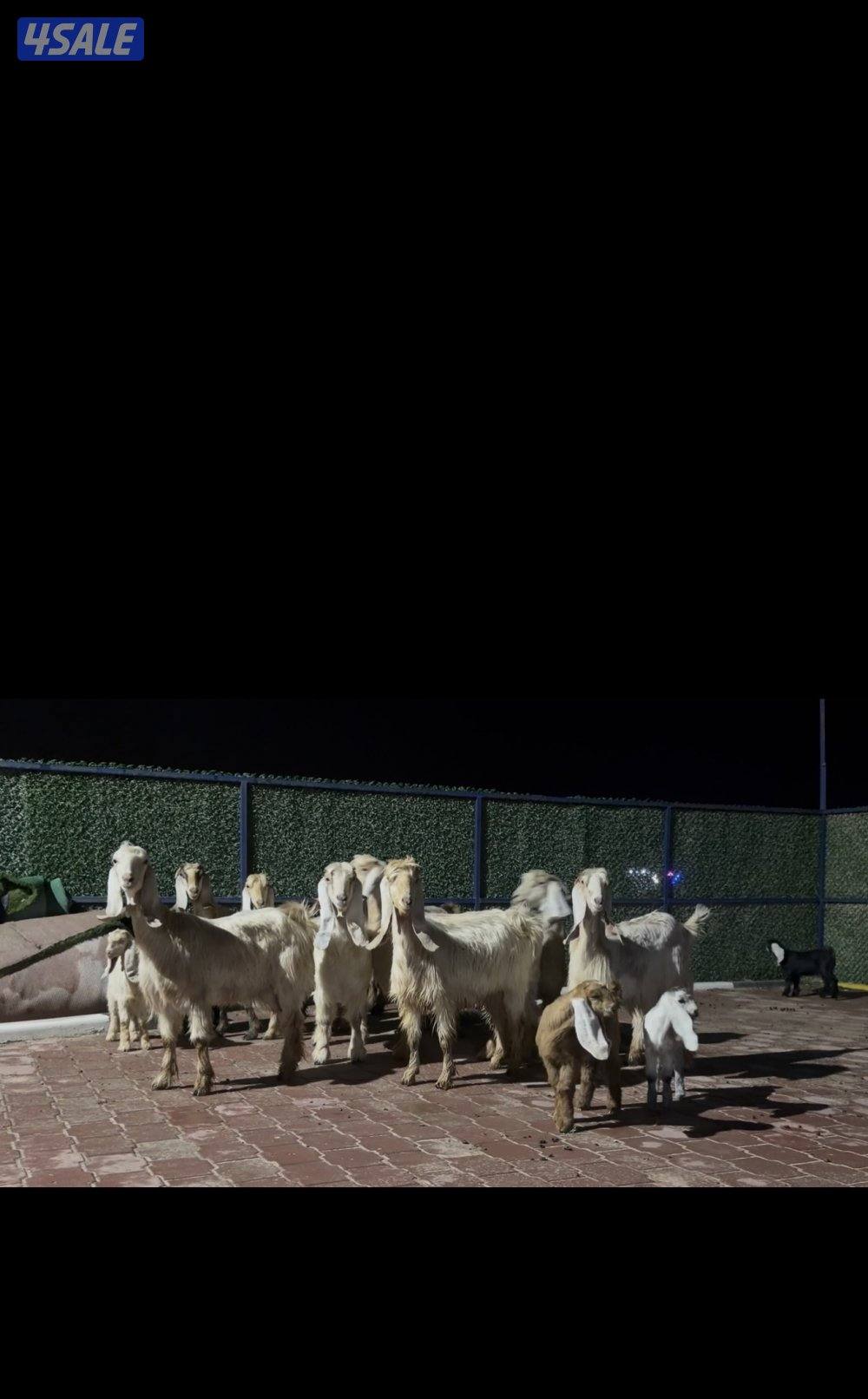 عوارض كريميات العداد 10 فيهم 7 مطافيل 3 سونار12