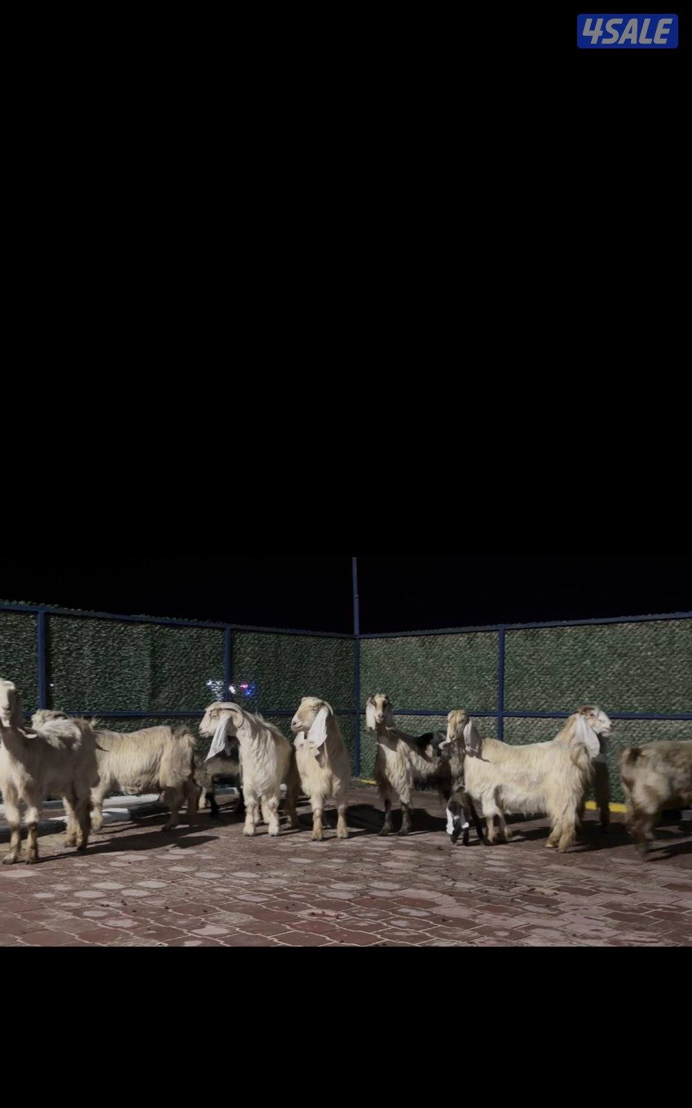 عوارض كريميات العداد 10 فيهم 7 مطافيل 3 سونار13