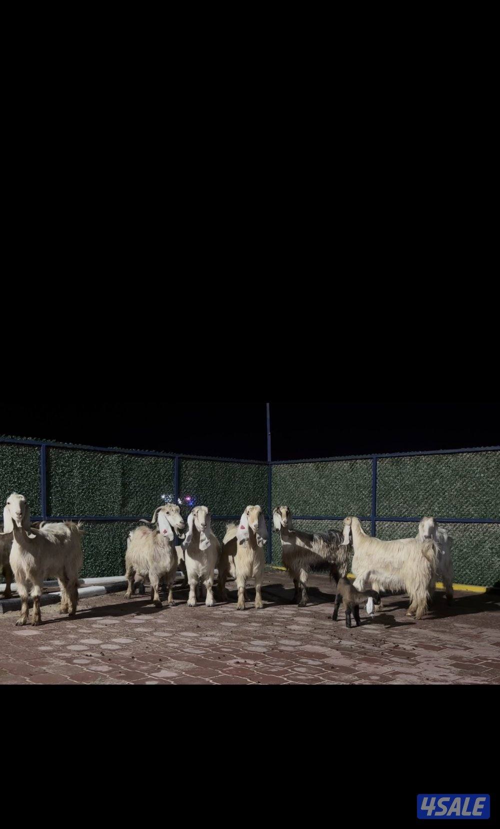 عوارض كريميات العداد 10 فيهم 7 مطافيل 3 سونار14