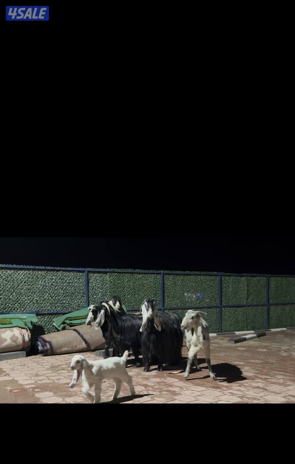 معزا عوارض ربش العداد 5 فيهم ثنتين مطافيل وثنتين سونار وحده اعادة سونا0