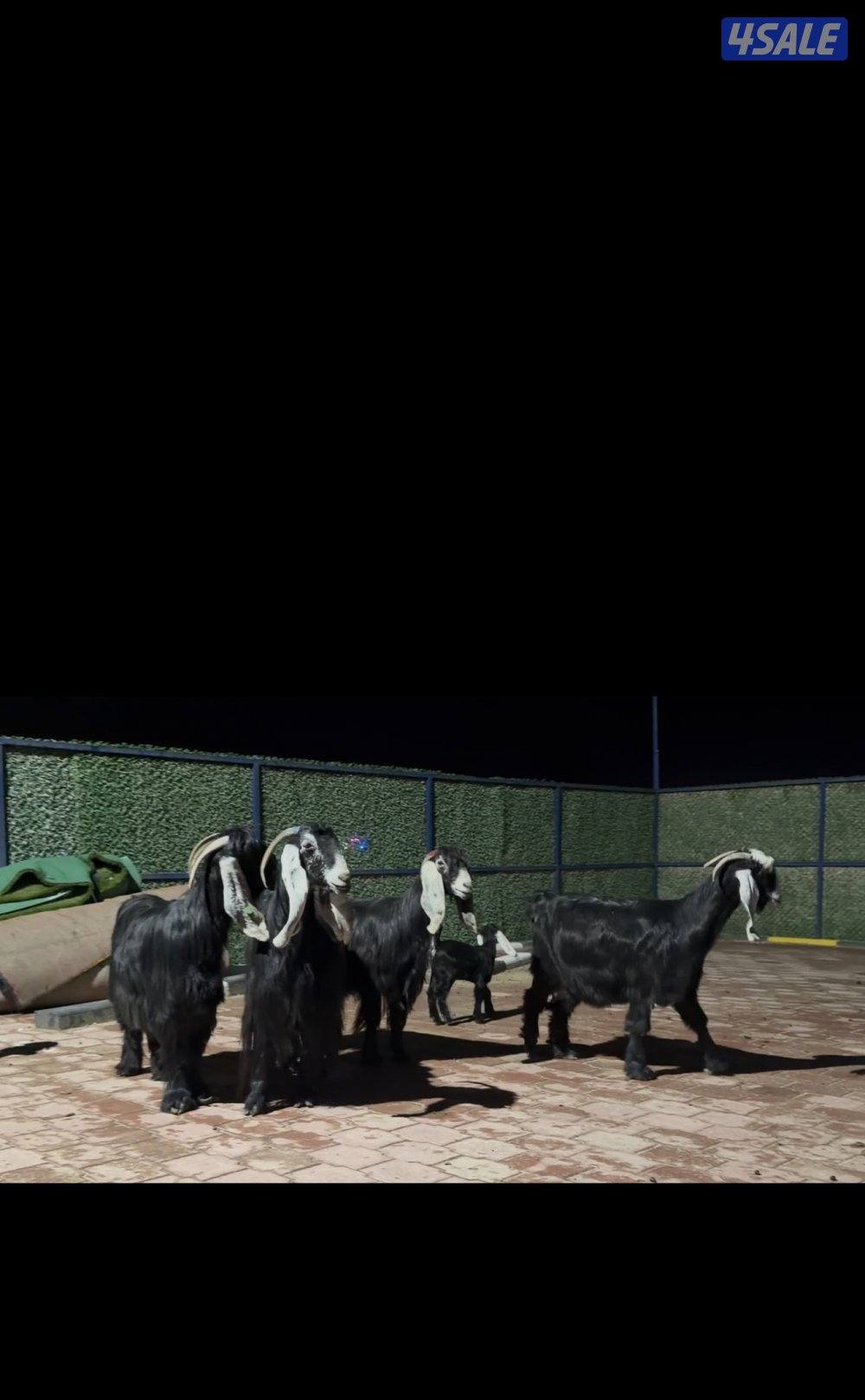 معزا عوارض ربش العداد 5 فيهم ثنتين مطافيل وثنتين سونار وحده اعادة سونا2