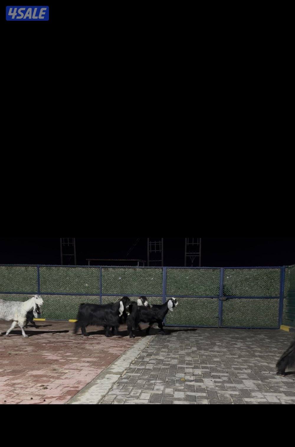 معزا عوارض ربش العداد 5 فيهم ثنتين مطافيل وثنتين سونار وحده اعادة سونا1