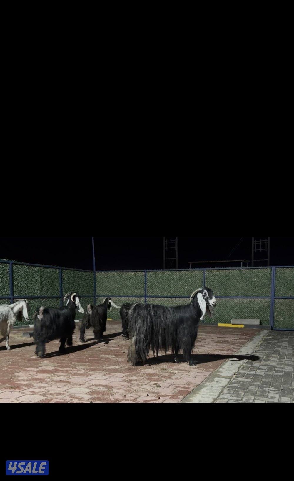 معزا عوارض ربش العداد 5 فيهم ثنتين مطافيل وثنتين سونار وحده اعادة سونا3