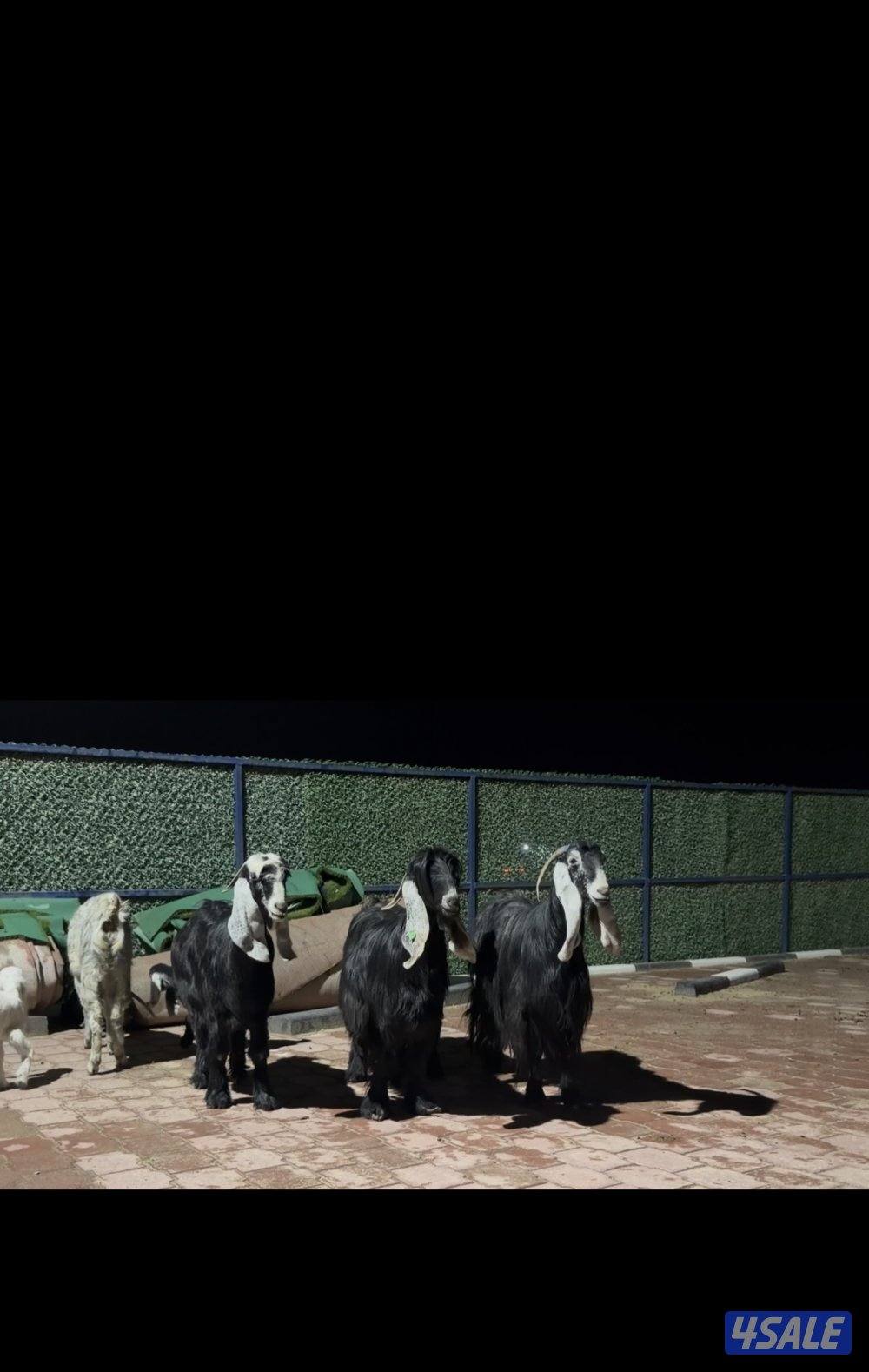 معزا عوارض ربش العداد 5 فيهم ثنتين مطافيل وثنتين سونار وحده اعادة سونا4