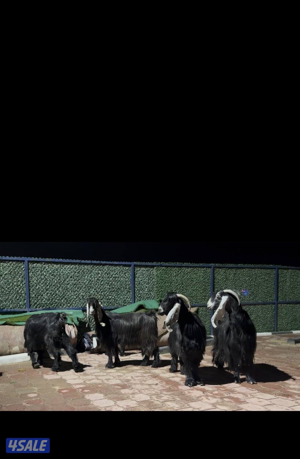 معزا عوارض ربش العداد 5 فيهم ثنتين مطافيل وثنتين سونار وحده اعادة سونا5