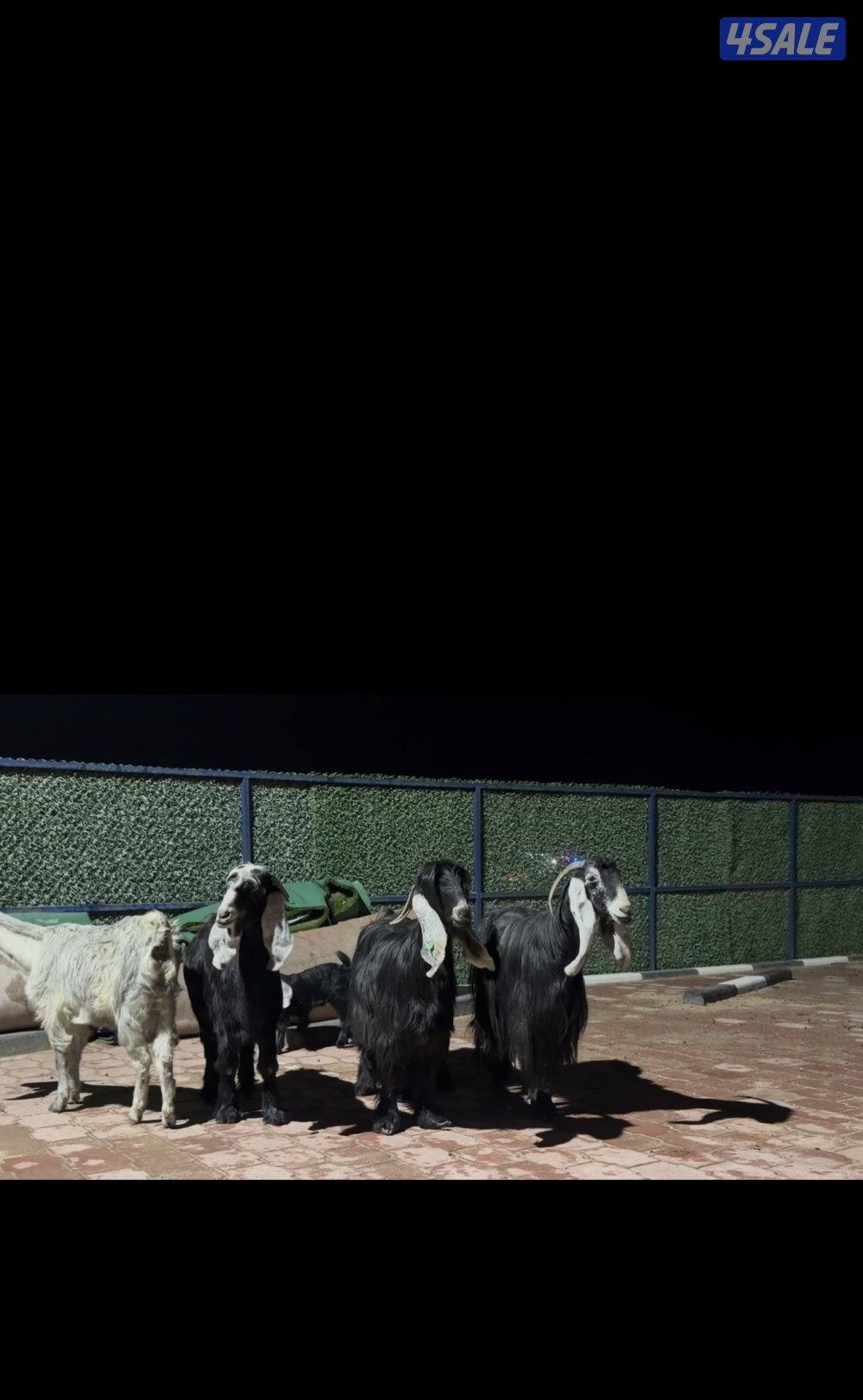 معزا عوارض ربش العداد 5 فيهم ثنتين مطافيل وثنتين سونار وحده اعادة سونا6