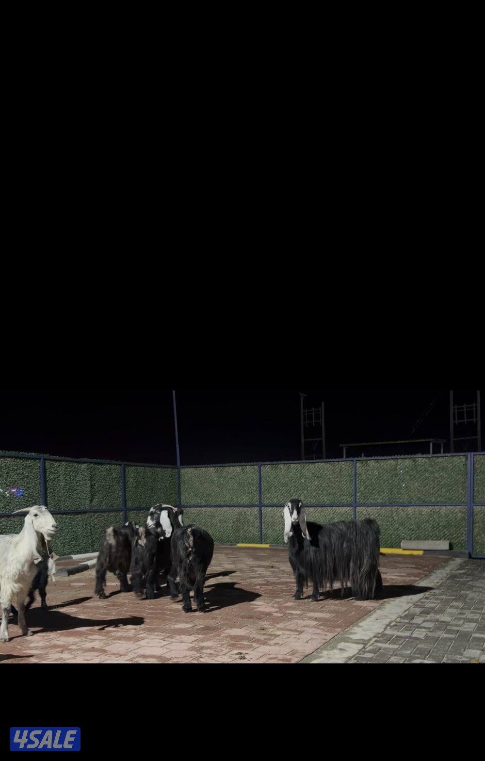 معزا عوارض ربش العداد 5 فيهم ثنتين مطافيل وثنتين سونار وحده اعادة سونا7