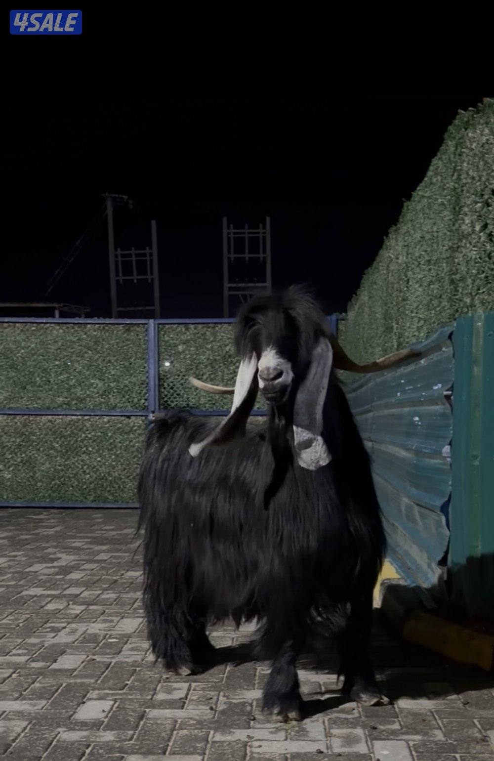 تيس عارضي اربش خصم الخصم وحار وشرط القريع0