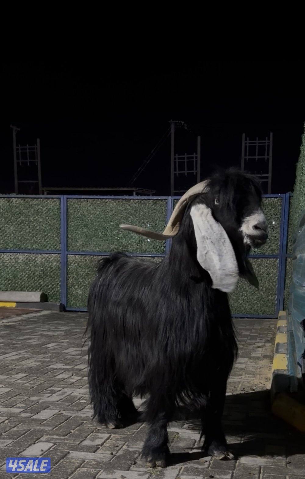 تيس عارضي اربش خصم الخصم وحار وشرط القريع1