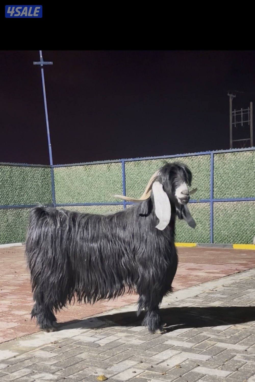 تيس عارضي اربش خصم الخصم وحار وشرط القريع2