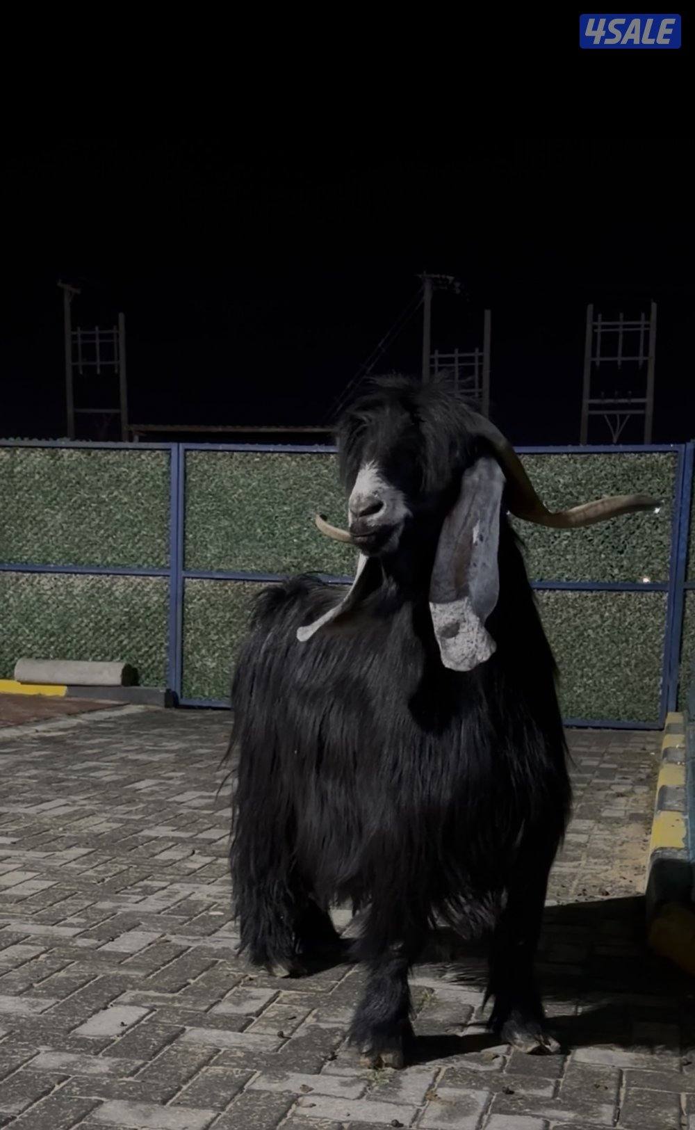 تيس عارضي اربش خصم الخصم وحار وشرط القريع3