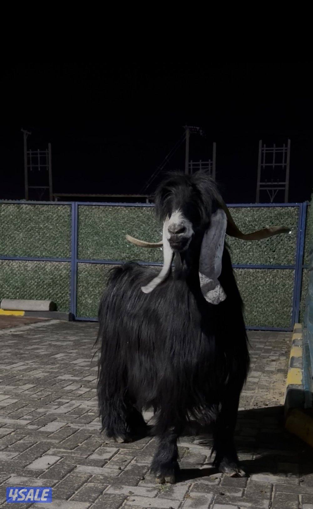 تيس عارضي اربش خصم الخصم وحار وشرط القريع4