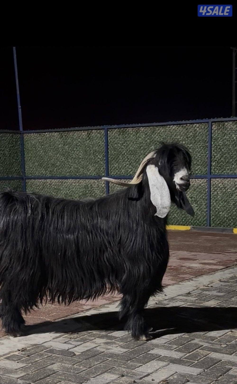 تيس عارضي اربش خصم الخصم وحار وشرط القريع6