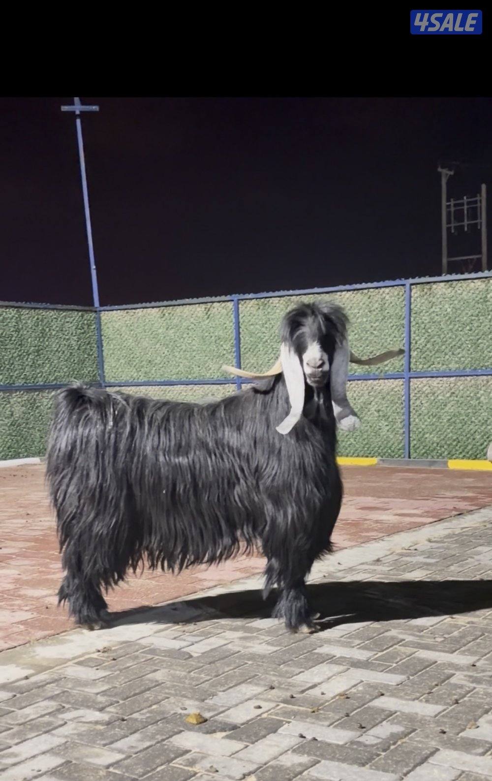 تيس عارضي اربش خصم الخصم وحار وشرط القريع7