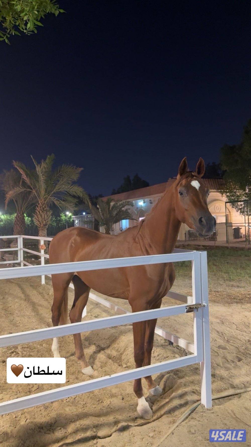 مهر العمر 6/20230