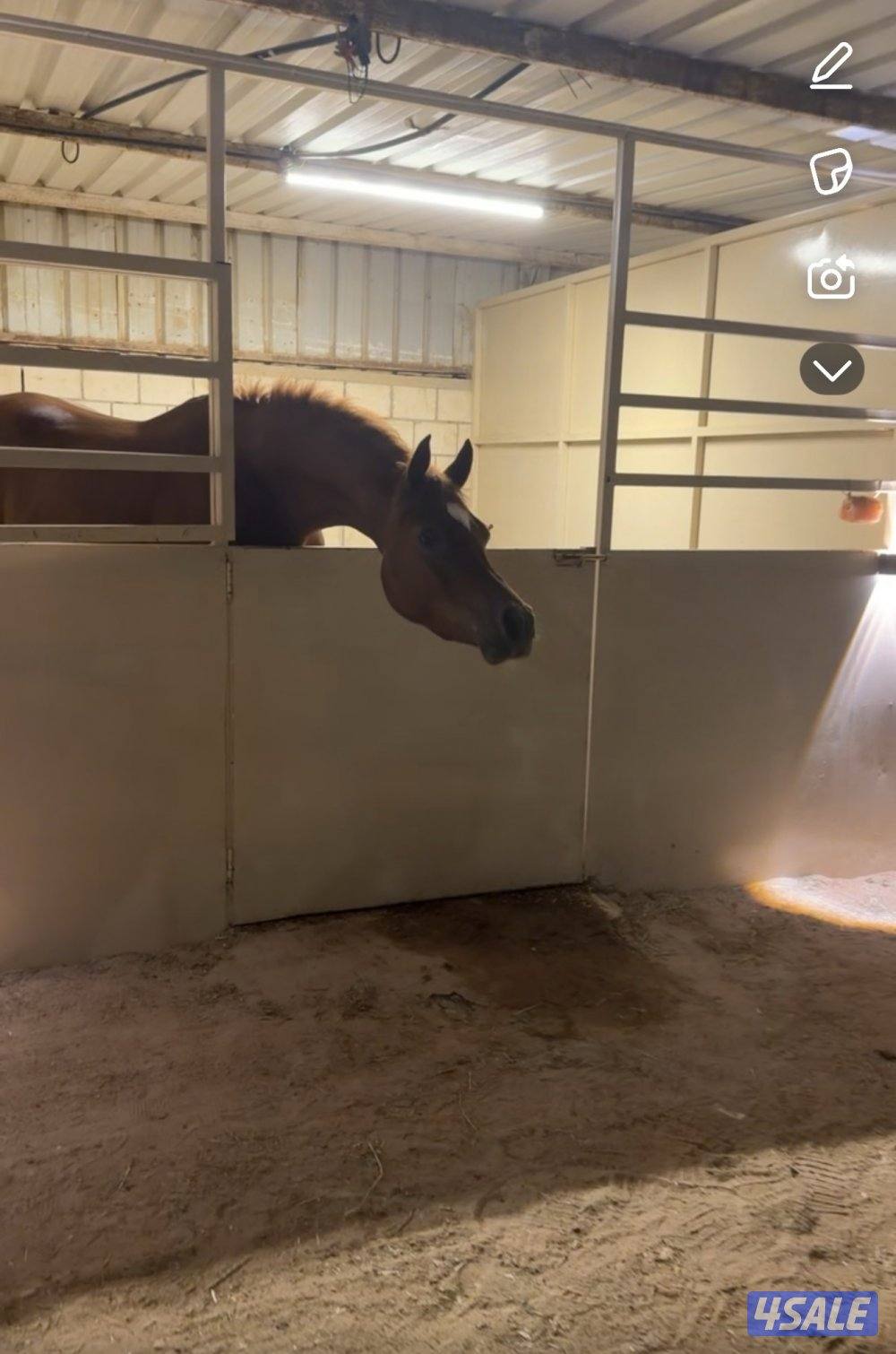 مهر العمر 6/20231