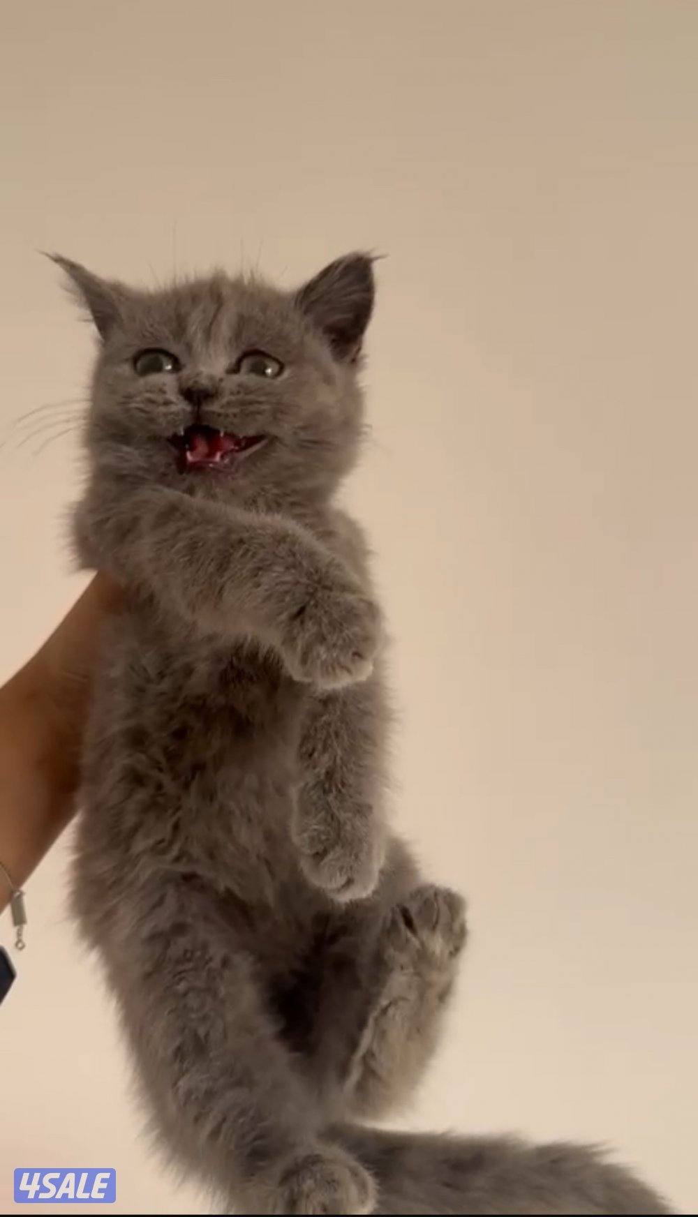 قطوه بريتش بيور عمرها ثلاث اشهر0