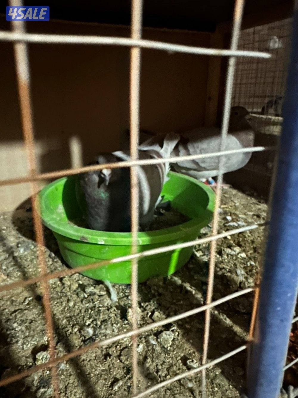 للبيع زواجل مع الخانات0