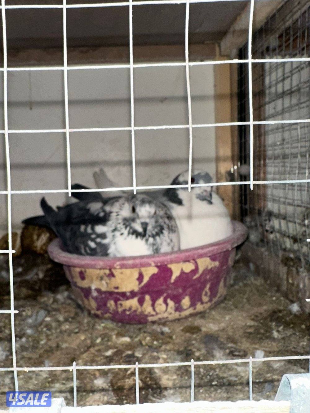 للبيع زواجل مع الخانات2