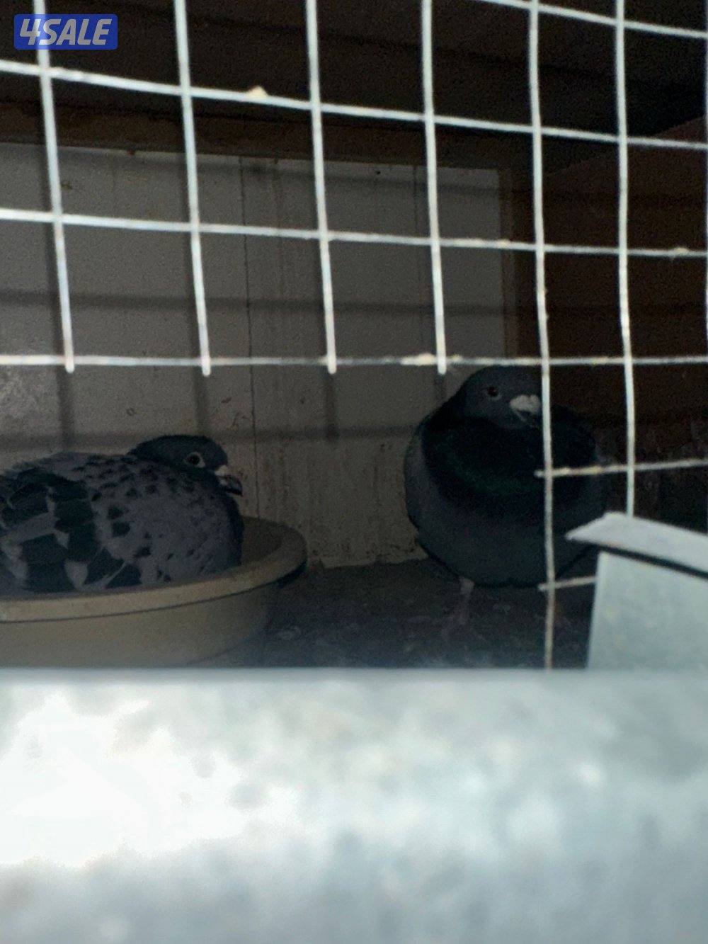 للبيع زواجل مع الخانات1