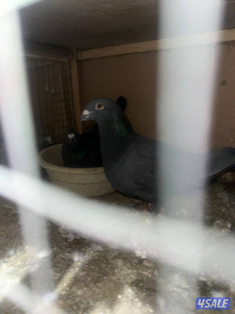 للبيع زواجل مع الخانات3