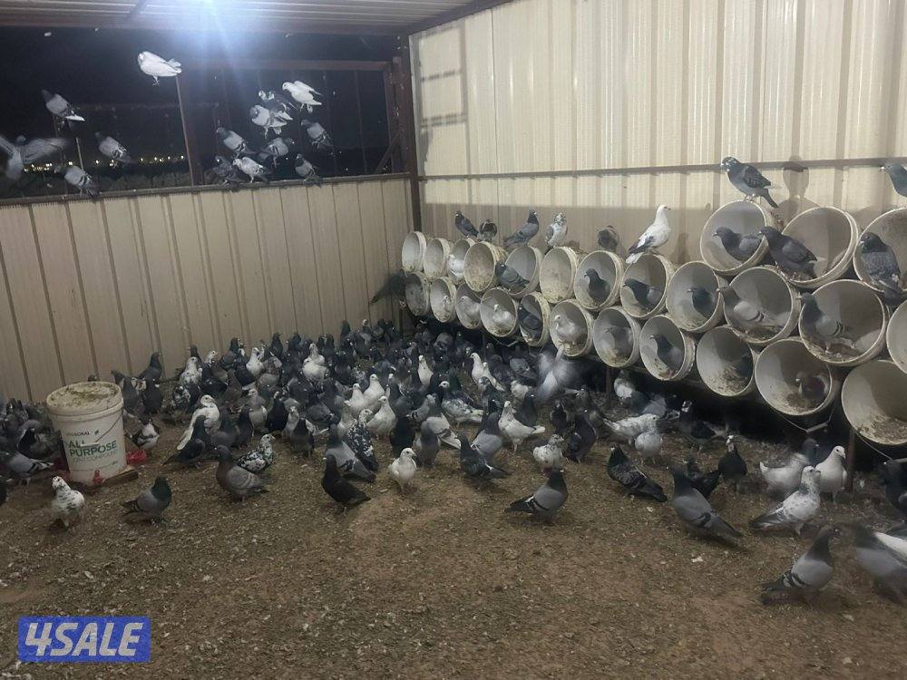 للبيع زواجل مع الخانات5