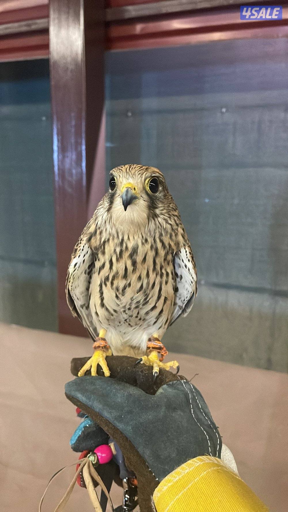 للبيع حيميمجات و ترمة  مع دس و برقع و سبوق. و جرير و شنكار0