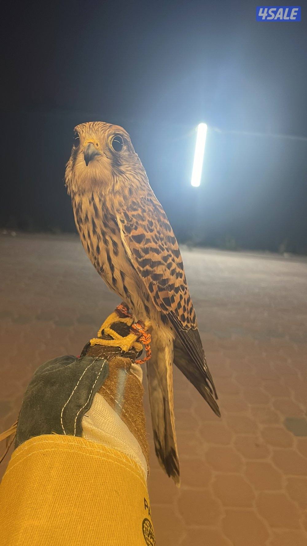 للبيع حيميمجات و ترمة  مع دس و برقع و سبوق. و جرير و شنكار1