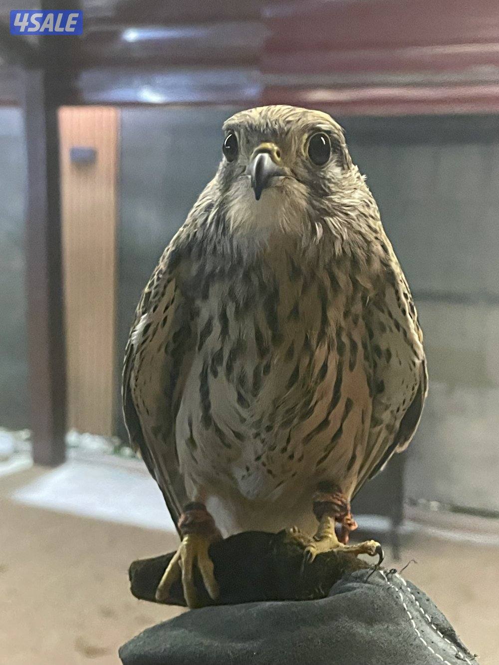 للبيع حيميمجات و ترمة  مع دس و برقع و سبوق. و جرير و شنكار2