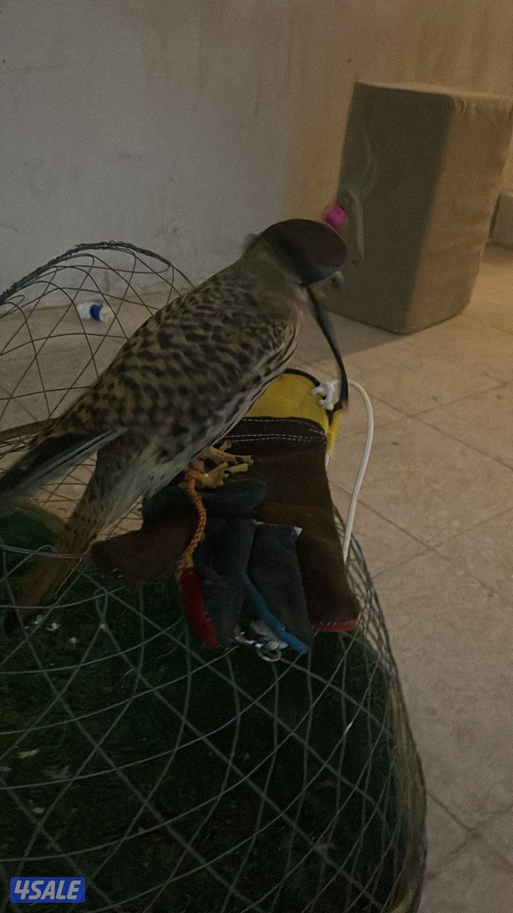 للبيع حيميمجات و ترمة  مع دس و برقع و سبوق. و جرير و شنكار3