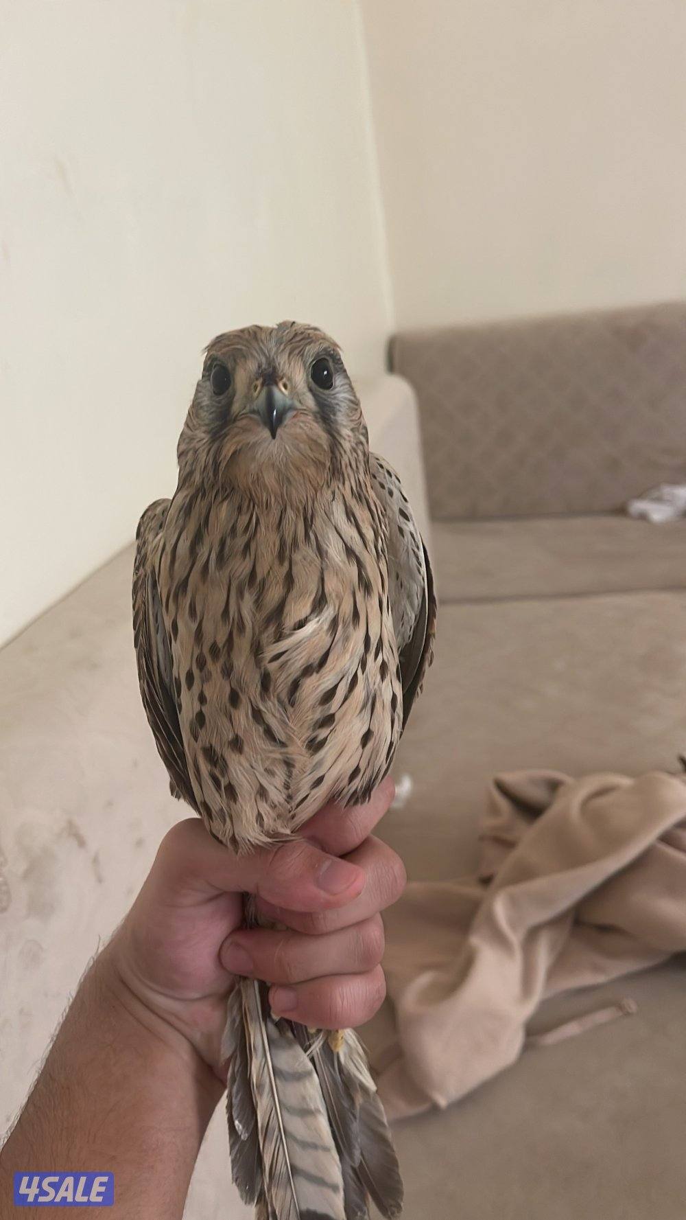 للبيع حيميمجات و ترمة  مع دس و برقع و سبوق. و جرير و شنكار4