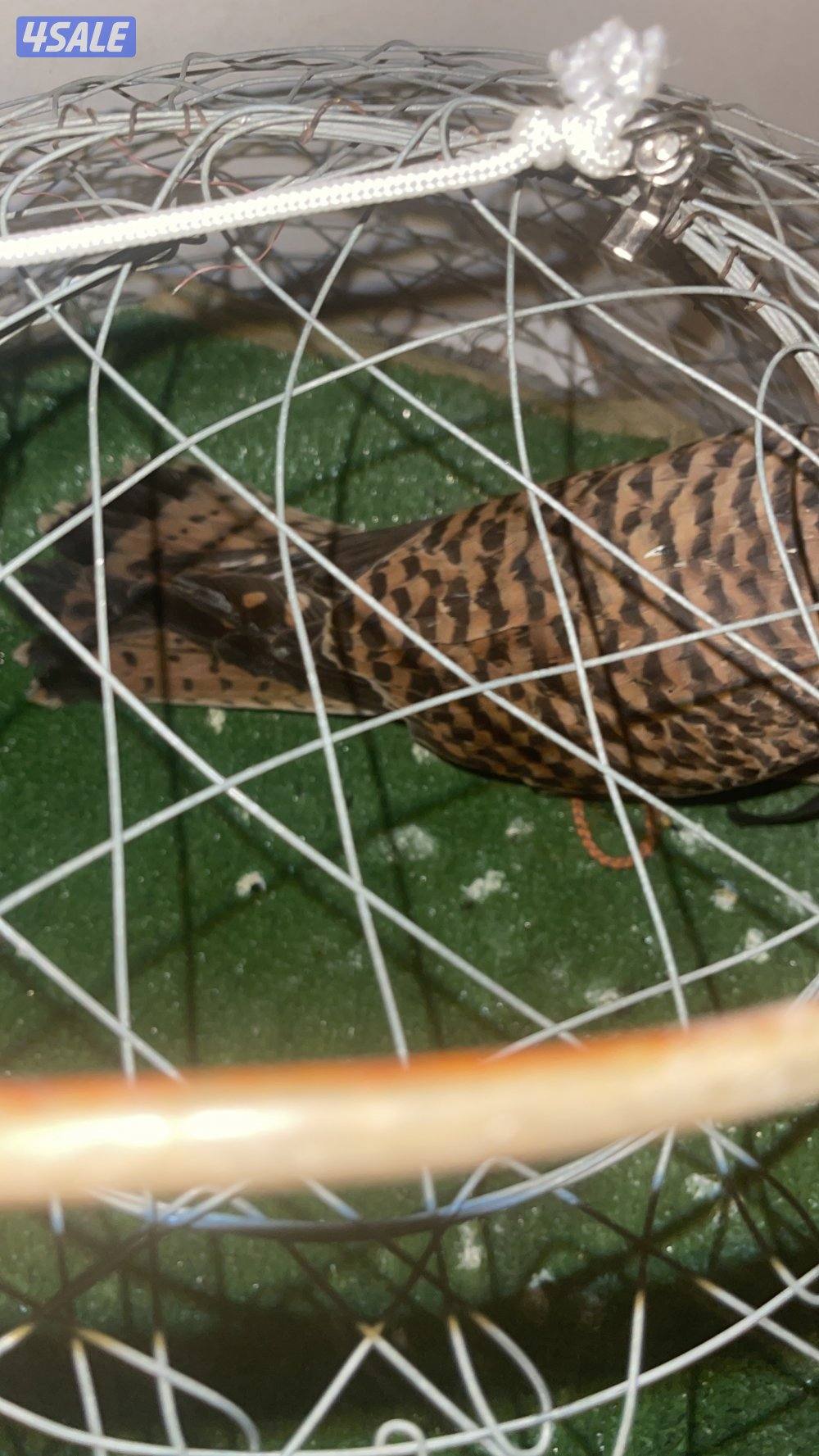 للبيع حيميمجات و ترمة  مع دس و برقع و سبوق. و جرير و شنكار5