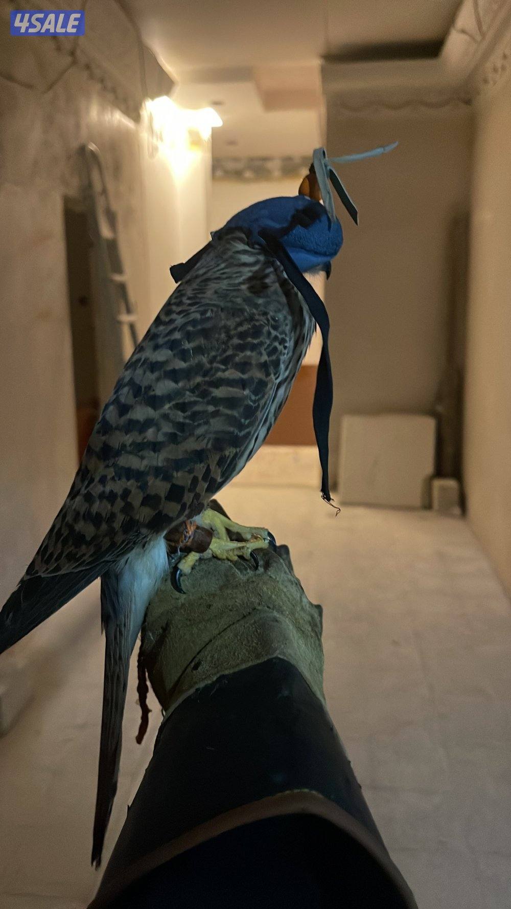 للبيع حيميمجات و ترمة  مع دس و برقع و سبوق. و جرير و شنكار6